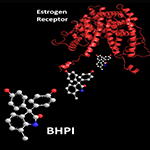 An experimental drug, BHPI, binds to the estrogen receptor and disrupts the growth of cancer cells.