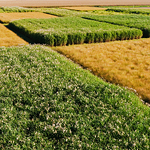 Bioenergy crops like miscanthus, pictured here, can store more carbon in its soil than corn or soybean crops.