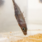 The stickleback male is solely responsible for the care of his offspring.