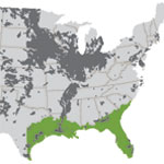 If the researchers achieve their goal, growers will be able to meet 147 percent of the U.S. mandate for renewable fuels by growing the modified sugarcane on abandoned land in the southeastern United States (about 20 percent of the green zone on the map).