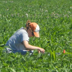 Former U. of I. graduate student Kelly VanBeek discovered that no-till soybean fields are contributing more to bird diversity, survival and nesting success than previously appreciated.