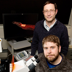 University of Illinois cell and developmental biology professor Phillip Newmark, rear, postdoctoral researcher James J. Collins III and their colleagues discovered that Schistosoma mansoni renews its tissues with stem cells.