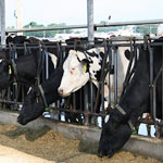 Wastewater from large dairies is a major source of estrogenic compounds in the environment.