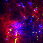 A color image of the Large Magellanic Cloud galaxy combining maps of neutral atomic hydrogen gas (red), hydrogen ionized by nearby young stars (blue), and new data from Wong's team which roughly trace dense clouds of molecular hydrogen (green).
