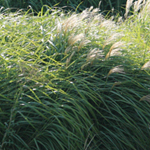 Bioenergy crops, such as switchgrass (front) and miscanthus (rear), have very dense foliage, thus having a different effect on hydrology than traditional agricultural crops. They transpire more water, thereby reducing both soil moisture and runoff.