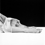 William Wegman Boarding, 1997 Black and white Polaroid Gift of the artist and Art Acquisition Fund 2009  William Wegman