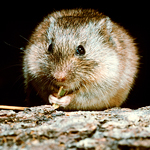 A new study found a potential new reservoir of Lyme disease: the prairie vole (Microtus ochrogaster).