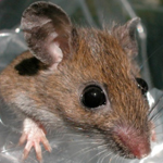 Watch a slide show about the study, which found that animals that inhabit relatively small territories, such as this white-footed mouse, are good sentinels of disease in a natural area.