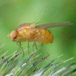 The fruit fly (Drosophila melanogaster) is a useful model organism for studying the whole-body effects of methamphetamine exposure.
