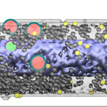 Watch a movie of the simulation of production of a sugar transporter protein (yellow dots) in the bacterium E. coli in response to sugar in the environment. Grey dots are ribosomes. Pink circles represent messenger RNA. Green circles are repressor molecules that shut down transcription when they bind to the sugar transporter gene in the bacterial DNA (purple zone).