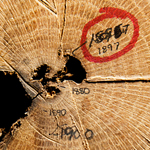 The researchers reconstructed the fire history of Hamilton County, Illinois, by examining fire scars and the growth rings of 36 old-growth trees.