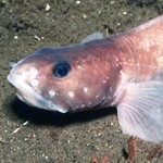The researchers traced the evolution of a gene in the Antarctic eelpout (Lycodichthys dearborni) that enables it to survive in the icy waters of the Southern Ocean.