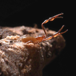 This cave-dwelling pseudoscorpion has pincers but no tail stinger.