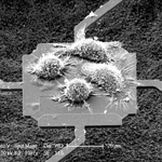 A scanning electron microscope image of cells growing on a microsensor. The researchers were able to measure the increase in mass as they watched a cell grow and divide into four cells.