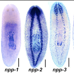 The researchers traced expression of 51 prohormone genes in different tissues throughout the planarian body. One of these genes, known as npy-8, appears to promote the development and maintenance of the worm's reproductive organs.