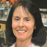 Benita Katzenellenbogen, a professor of molecular and integrative physiology and of cell and developmental biology at Illinois, will lead a project to study the effects of botanical estrogens on gene activation and their interaction with estrogen receptors and regulatory proteins.