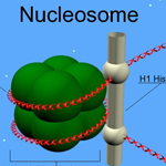 The cell's genetic material, DNA, is packaged into tightly wound structures called nucleosomes. The DNA (red) is wound around two sets of core histone proteins (green) to form a kind of bead on a string. The H1 histone protein clamps the DNA into place where it enters and exits a bead. There are well over a million nucleosomes in the nucleus of a cell.