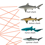 Graphic produced by Diana Yates. Photo credits: Bull shark (NSW Department of Primary Industries); Lemon shark (drawing by Robbie Cada); Nurse shark (modified from photo by Joseph Thomas); Spinner shark (image by Dieno); Blacktip shark (modified from photo by Albert Kok); Smooth dogfish (image from U.S. Fish & Wildlife Service).