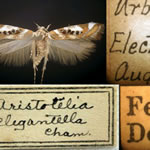 View a slide show of the history of entomology at Illinois.