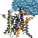 This movie depicts the simulated translocation of a growing protein (in green) from the ribosomal exit tunnel into the channel of SecY. The ribosome is pictured in blue. SecY is gray, orange and yellow.