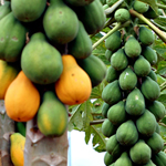 Researchers will produce true-breeding hermaphrodite papayas, an advance that will boost plant health, reduce growers' costs and their use of fertilizers and water.