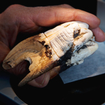 Ambrose analyzed the teeth of two-dozen mammal species found in the same ancient soil layer as Ardipithecus in order to help reconstruct its environment. A modern hippopotamus tooth is pictured.