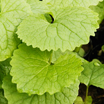 Garlic mustard produces glucosinolates, pungent compounds that leach into the soil and kill off many soil fungi, especially those native to North America.