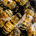 Bees in CCD hives have unusually high levels of ribosomal fragments, a symptom of infection with multiple picorna-like viruses, the researchers found.