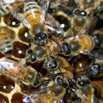 The study looked at bee aggression in European (pictured) and Africanized honey bees.
