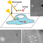 Schematic illustrating the strategy of the nanoneedle-based delivery of bioprobes into the cell, along with the combined fluorescence and bright-field images showing the nanoneedle penetrating through the cell membrane, and the quantum dots (in red) target-delivered into the cytoplasm and the nucleus of a living cell.