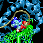 The aminoacyl-tRNA synthetases (blue) maintain the genetic code by charging tRNA (brown) with the cognate amino acid. Upon tRNA recognition, allosteric signal is passed between the anticodon and the distant catalytic site (colored spheres). The paths for signal transduction (green) in a network of dynamical contacts are weighted by their frequency of occurrence.