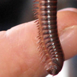 Millipedes will star in the insect petting zoo part of the festival since centipedes can bite and inject venom and as a result aren't accustomed to petting.