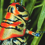The rainbow grasshopper (Dactylotum variegatum) is a generalist hopper from the Sonoran Desert.