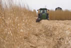 Converting agricultural land to perennial grasses, such as Miscanthus, has a beneficial effect on soil carbon.