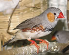 Expression of the egr1 gene is increased in the brain of a zebra finch after it hears a new song from a male of the same species.