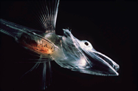 Antarctic icefish have no hemoglobin, an adaptation to the oxygen-rich waters of the Southern Ocean.