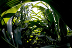 A protein that gives Miscanthus an advantage in cool weather may be used to develop cold-tolerant corn varieties.