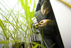 Postdoctoral fellow Dafu Wang examines photosynthesis in corn and Miscanthus in controlled simulated cold conditions.