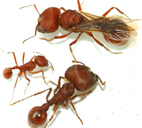 The three female castes of the Florida harvester ant, Pogonomyrmex badius. Clockwise from the top: new queen, major worker, minor worker.