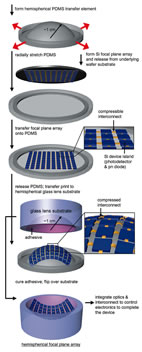 Schematic illustration of steps for using compressible silicon focal plane arrays and hemispherical, elastomeric transfer elements to fabricate electronic eye cameras.