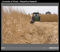 View a narrated slideshow about Miscanthus research at the University of Illinois
