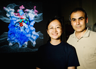 Biochemistry professor Emad Tajkhorshid, right, and biophysics graduate student Yi Wang have identified a key step in the cellular recycling of ATP that allows your body to produce enough of it to survive. ATP is the primary energy source for most cellular functions.