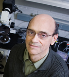 David J. Shapiro, a professor of biochemistry at Illinois, led the team that identified several compounds that block the growth of estrogen-dependent breast cancer cells with little or no effect on other cells.