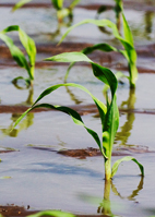 In Illinois, 95 percent of the corn is planted and 88 percent has emerged, but less than half of that is reported to be in good or excellent condition.