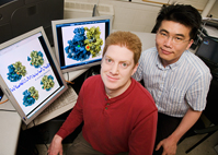Physics professor Taekjip Ha and postdoctoral fellow Peter Cornish report that they are the first to observe the dynamic, ratchet-like movements of single ribosomal molecules in the act of building proteins from genetic blueprints. In the animation, the small (yellow) and large (blue) subunits of the ribosome ratchet back and forth between the classical (non-rotated) and hybrid (rotated) states during protein translation. These two states were first imaged via cryo-electron microscopy by Joachim Frank at the Wadsworth Center in Albany, NY. The red and green spheres represent fluorescent molecules used in the FRET analysis conducted at Illinois. Animation created by Elizabeth Villa, Leonardo Trabuco and Klaus Schulten, U. of I.