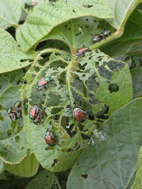 Plant defenses go down as carbon dioxide levels go up, the researchers found. Soybeans grown at elevated CO2 levels attract many more adult Japanese beetles than plants grown at current atmospheric carbon dioxide levels.