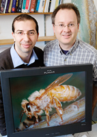 Entomology professor Charles Whitfield, right, and postdoctoral researcher Amro Zayed, analyzed specific markers of change in the genes of honey bees in Africa, Europe, Asia, and the Americas. They also focused on geographic regions - such as Brazil in South America - where multiple honey bee invasions had occurred.