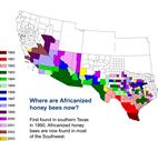 In repeated invasions of a new territory, the honey bee, Apis mellifera, can benefit from the genetic endowment of those bees that arrived in earlier territorial expansions.