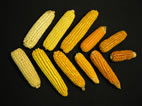 Maize has considerable natural variation in levels of provitamin A, the precursors that are converted to vitamin A upon consumption. These ears of maize are part of a collection of lines derived from an analysis that identifies different forms of a gene that influences concentrations of provitamin A.