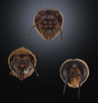 The morphological characteristics of the three castes of honeybee reflect their different roles. The antennae of the male drone (bottom right) are larger than those of female workers (bottom left) and queens (top) due to their specialized role in detecting a queen that is ready to mate.